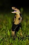 Tokay gecko (Gekko gecko) Shek Pik, Lantau Island, Hong Kong, China.-Magnus Lundgren / Wild Wonders of China-Photographic Print