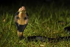 Chinese cobra in threat stance, Shek Pik, southwestern coast of Lantau Island, Hong Kong, China-Magnus Lundgren / Wild Wonders of China-Photographic Print