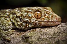 Tokay gecko (Gekko gecko) Shek Pik, Lantau Island, Hong Kong, China.-Magnus Lundgren / Wild Wonders of China-Photographic Print