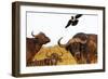 Magpie and Buffalo , Hluhluwe-Imfolozi Park, Kwazulu-Natal, South Africa, Africa-Christian Kober-Framed Photographic Print