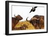 Magpie and Buffalo , Hluhluwe-Imfolozi Park, Kwazulu-Natal, South Africa, Africa-Christian Kober-Framed Photographic Print