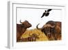 Magpie and Buffalo , Hluhluwe-Imfolozi Park, Kwazulu-Natal, South Africa, Africa-Christian Kober-Framed Photographic Print