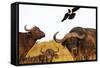 Magpie and Buffalo , Hluhluwe-Imfolozi Park, Kwazulu-Natal, South Africa, Africa-Christian Kober-Framed Stretched Canvas