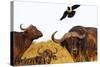 Magpie and Buffalo , Hluhluwe-Imfolozi Park, Kwazulu-Natal, South Africa, Africa-Christian Kober-Stretched Canvas