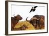 Magpie and Buffalo , Hluhluwe-Imfolozi Park, Kwazulu-Natal, South Africa, Africa-Christian Kober-Framed Photographic Print