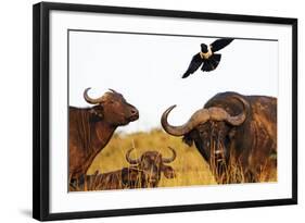 Magpie and Buffalo , Hluhluwe-Imfolozi Park, Kwazulu-Natal, South Africa, Africa-Christian Kober-Framed Photographic Print