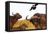 Magpie and Buffalo , Hluhluwe-Imfolozi Park, Kwazulu-Natal, South Africa, Africa-Christian Kober-Framed Stretched Canvas