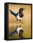 Magpie Coming to Drink at a Pool, Alicante, Spain-Niall Benvie-Framed Stretched Canvas