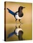 Magpie Coming to Drink at a Pool, Alicante, Spain-Niall Benvie-Stretched Canvas