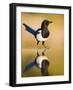 Magpie Coming to Drink at a Pool, Alicante, Spain-Niall Benvie-Framed Photographic Print