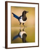 Magpie Coming to Drink at a Pool, Alicante, Spain-Niall Benvie-Framed Photographic Print