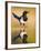 Magpie Coming to Drink at a Pool, Alicante, Spain-Niall Benvie-Framed Photographic Print