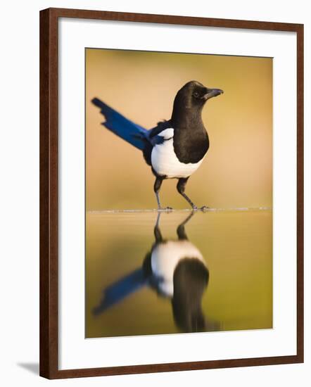 Magpie Coming to Drink at a Pool, Alicante, Spain-Niall Benvie-Framed Photographic Print