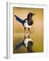 Magpie Coming to Drink at a Pool, Alicante, Spain-Niall Benvie-Framed Photographic Print