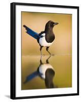 Magpie Coming to Drink at a Pool, Alicante, Spain-Niall Benvie-Framed Photographic Print