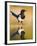 Magpie Coming to Drink at a Pool, Alicante, Spain-Niall Benvie-Framed Photographic Print