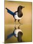 Magpie Coming to Drink at a Pool, Alicante, Spain-Niall Benvie-Mounted Photographic Print