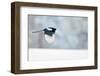 Magpie in flight, carrying fur from a mountain hare, Finland-Markus Varesvuo-Framed Photographic Print