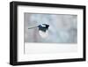 Magpie in flight, carrying fur from a mountain hare, Finland-Markus Varesvuo-Framed Photographic Print