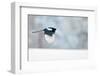 Magpie in flight, carrying fur from a mountain hare, Finland-Markus Varesvuo-Framed Photographic Print