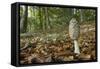 Magpie Inkcap (Coprinopsis) (Coprinus Picacea) in Beech Woodland-Nick Upton-Framed Stretched Canvas