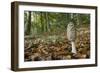 Magpie Inkcap (Coprinopsis) (Coprinus Picacea) in Beech Woodland-Nick Upton-Framed Photographic Print