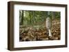 Magpie Inkcap (Coprinopsis) (Coprinus Picacea) in Beech Woodland-Nick Upton-Framed Photographic Print