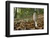 Magpie Inkcap (Coprinopsis) (Coprinus Picacea) in Beech Woodland-Nick Upton-Framed Photographic Print
