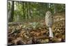Magpie Inkcap (Coprinopsis) (Coprinus Picacea) in Beech Woodland-Nick Upton-Mounted Photographic Print