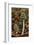 Magpie inkcap that usually grows singularly, often under beech trees, Bedfordshire, England-Andy Sands-Framed Photographic Print