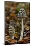 Magpie inkcap that usually grows singularly, often under beech trees, Bedfordshire, England-Andy Sands-Mounted Photographic Print