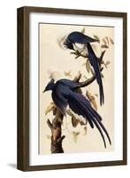 Magpie Jay, 1829-John James Audubon-Framed Giclee Print