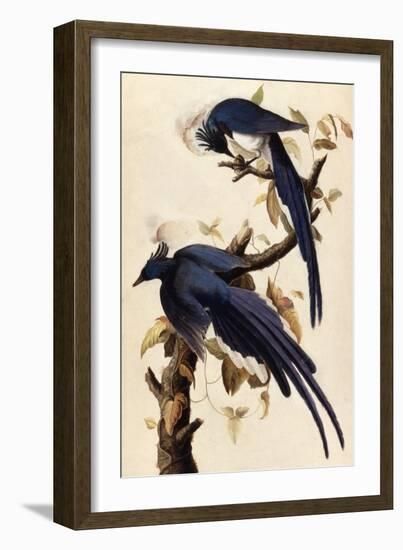 Magpie Jay, 1829-John James Audubon-Framed Giclee Print