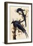 Magpie Jay, 1829-John James Audubon-Framed Giclee Print