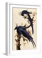 Magpie Jay, 1829-John James Audubon-Framed Giclee Print