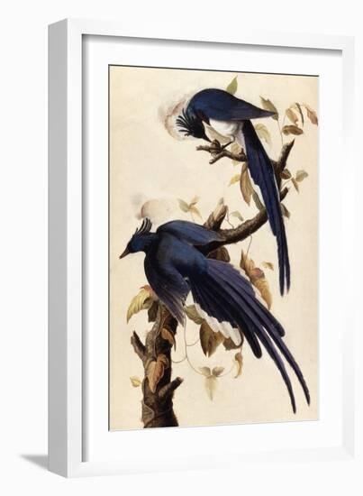 Magpie Jay, 1829-John James Audubon-Framed Giclee Print