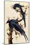 Magpie Jay, 1829-John James Audubon-Mounted Giclee Print