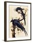 Magpie Jay, 1829-John James Audubon-Framed Giclee Print