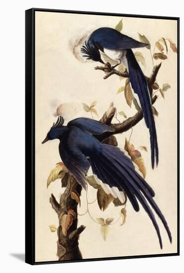 Magpie Jay, 1829-John James Audubon-Framed Stretched Canvas