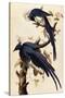 Magpie Jay, 1829-John James Audubon-Stretched Canvas