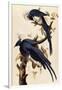 Magpie Jay, 1829-John James Audubon-Framed Giclee Print
