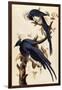 Magpie Jay, 1829-John James Audubon-Framed Giclee Print