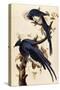 Magpie Jay, 1829-John James Audubon-Stretched Canvas