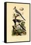 Magpie Jay, 1833-39-null-Framed Stretched Canvas