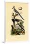 Magpie Jay, 1833-39-null-Framed Giclee Print