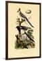 Magpie Jay, 1833-39-null-Framed Giclee Print