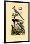 Magpie Jay, 1833-39-null-Framed Giclee Print