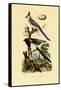 Magpie Jay, 1833-39-null-Framed Stretched Canvas