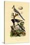 Magpie Jay, 1833-39-null-Stretched Canvas