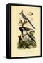 Magpie Jay, 1833-39-null-Framed Stretched Canvas